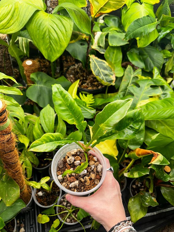 Philodendron Ring of Fire Variegated