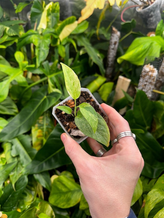 Monstera Laniata Mint Variegated