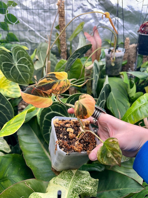 Philodendron Variegated Micans Plant | Aurea/Orange TriColor