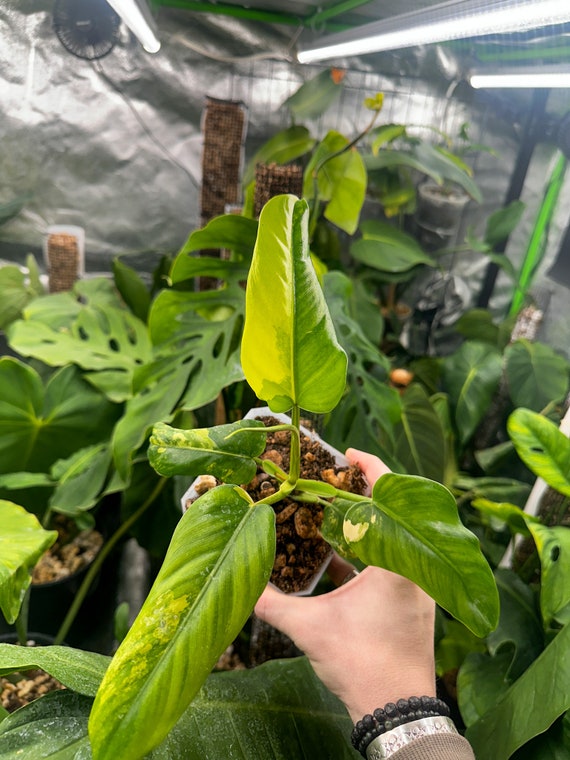 Philodendron Domesticum Variegated
