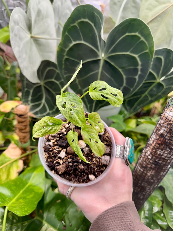 Monstera Adansonii 'Mint' Mottle Mutant Variegation