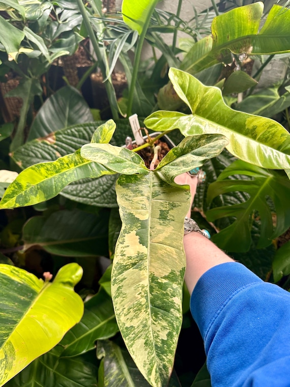 Philodendron Billietiae Black Variegated x Parisao | Billietiae Var x Atabapoense x Pariaso