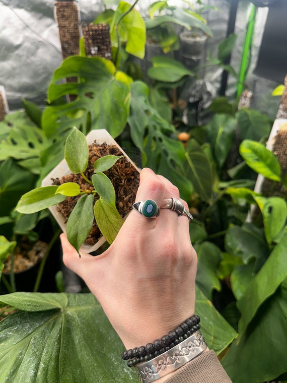 Philodendron Florida Ghost Starter Plant