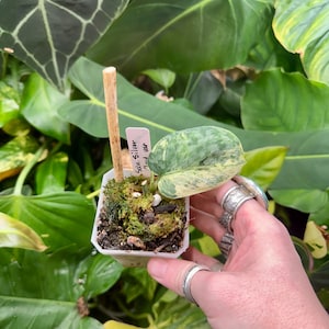 Variegated Dragon Tail Philodendron - Etsy