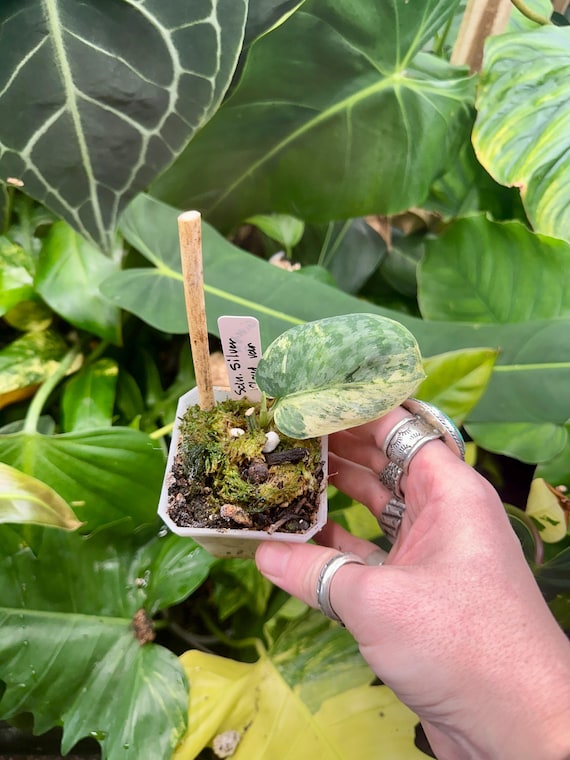 scindapsus silver cloud variegated
