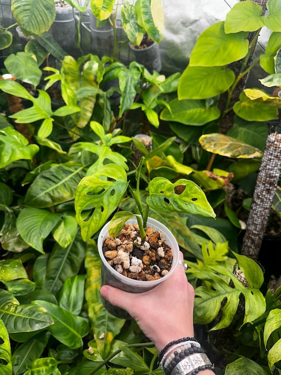 Monstera Adansonii Aurea