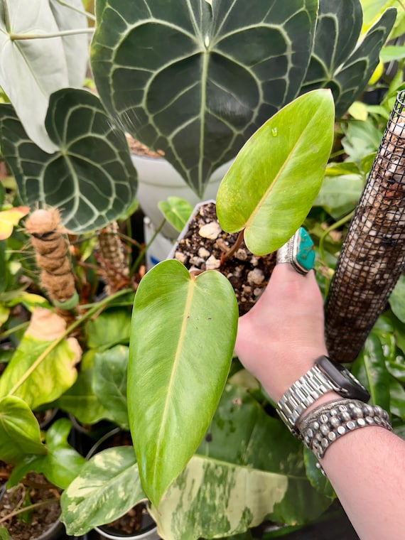 Philodendron Sp Red Emerald Variegated
