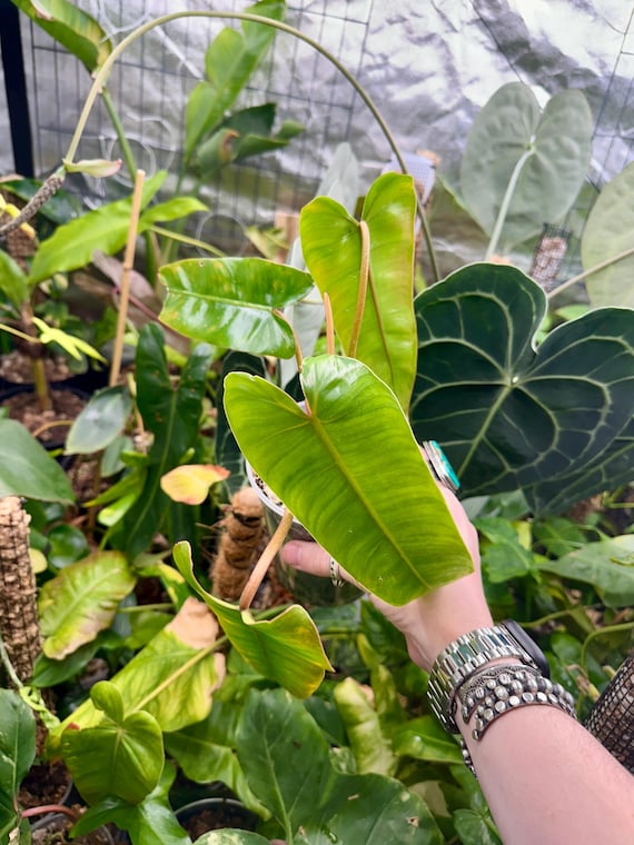Philodendron Billie x Jose Bueno  - Rare