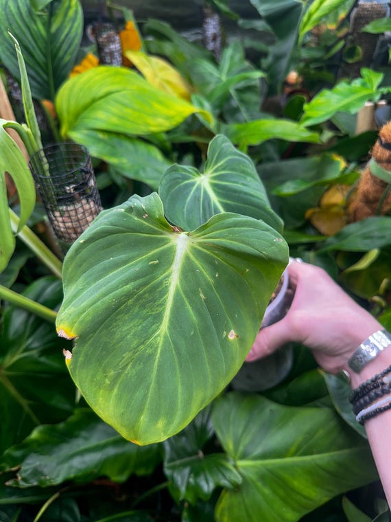 Philodendron Sp 'Glorious' Variegated
