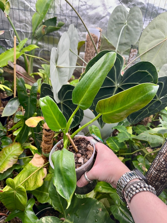 Philodendron Orange Prince Mia - Rare Philodendron