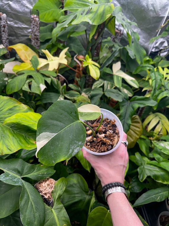 Monstera Borsigiana Albo Semi rooted But cut with Growth