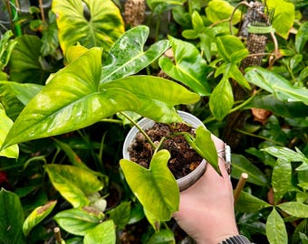 Philodendron Autumn Starter Plant **(ALL Plants Require You to Purchase ANY  2 Plants!)** - Etsy