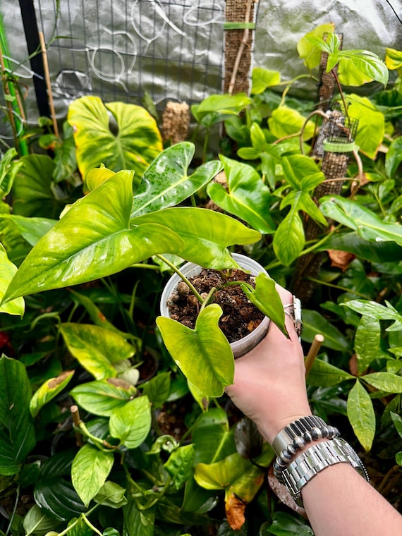 Philodendron Bravispathum