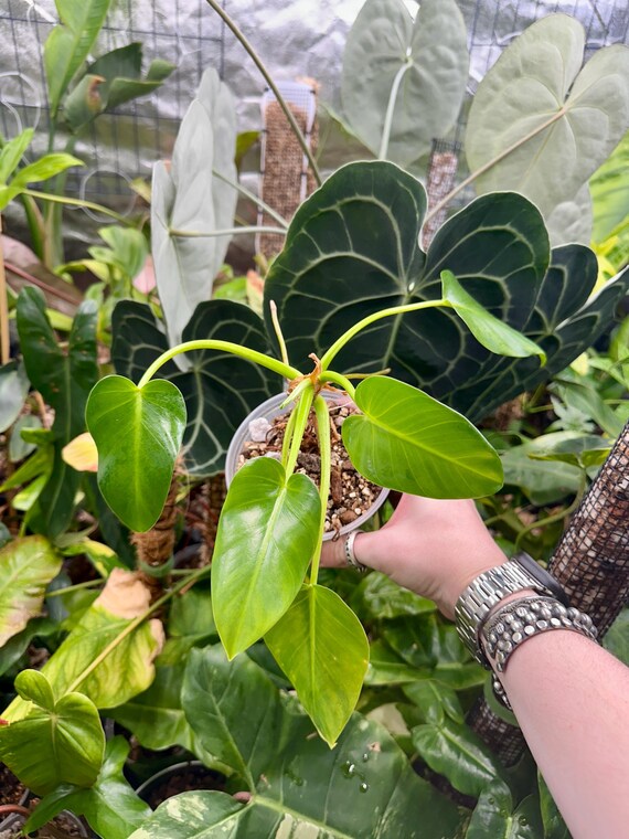Philodendron Crassispathum - Rare
