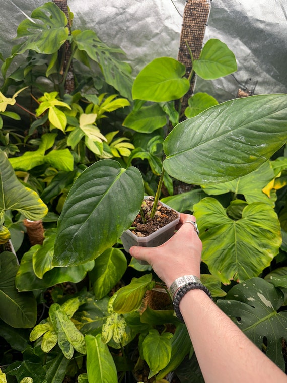 Monstera Sp Tena