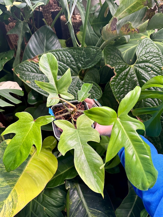 Philodendron "Florida Ghost" x Squamiferum variegated