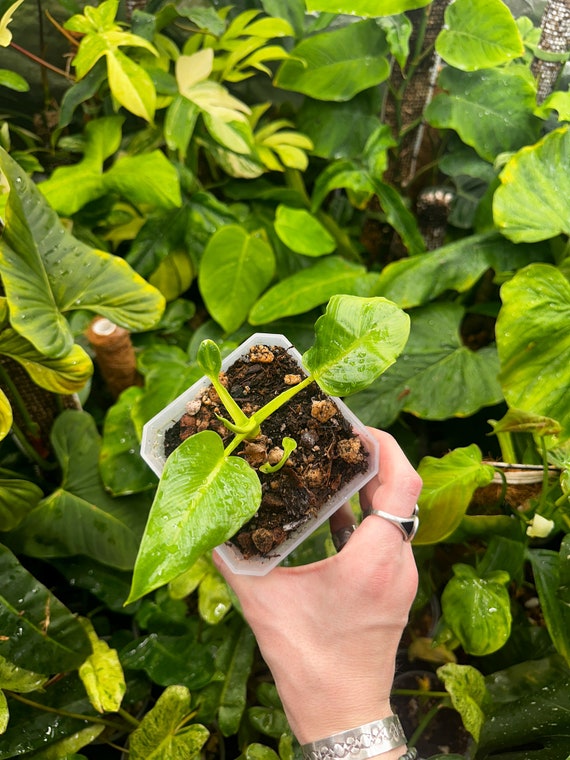 Philodendron Sp Dodsonii type
