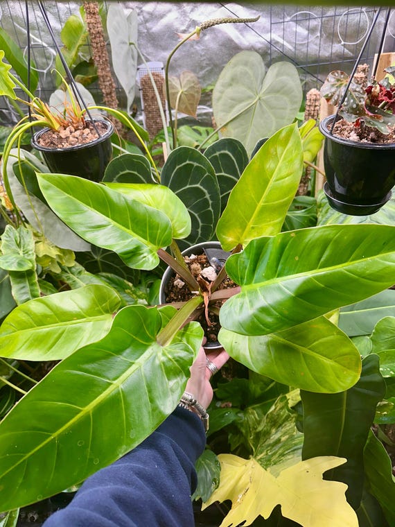 Philodendron Ruaysap Marble Wild Form Reverted - Rare