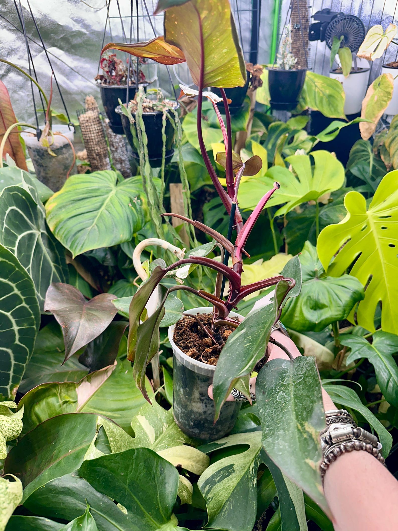 Philodendron Rd Anderson Philodendron Red Anderson - Etsy