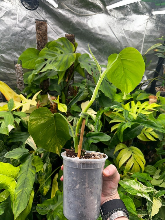 Monstera Borsigiana Aurea Rooted Mid-cut with Growth - Etsy.de