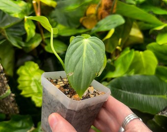 May include: A small, potted plant with a heart-shaped, green leaf. The plant is in a clear plastic pot filled with soil and small stones. The background is filled with lush green foliage.