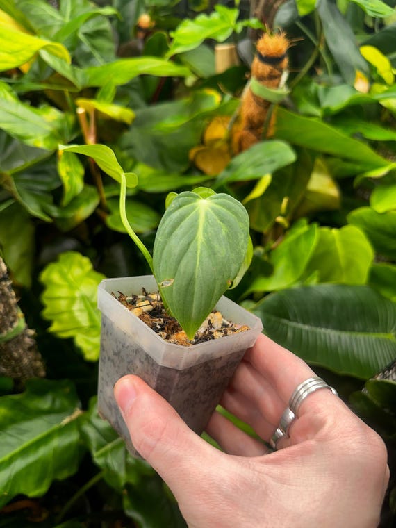 Philodendron Sp 'Glorious' Variegated