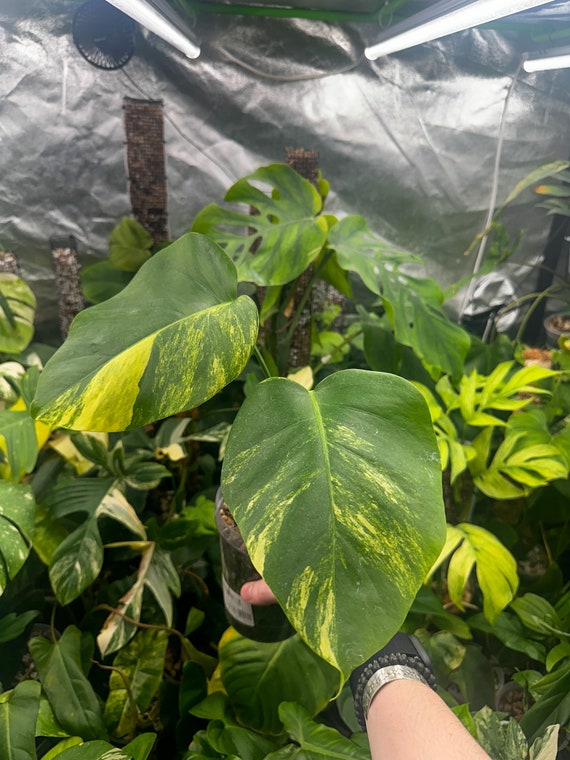 Monstera Borsigiana Aurea Semi rooted top cut