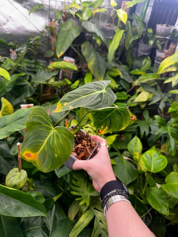 Philodendron Sp 'Glorious'