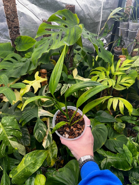 Epipremnum Amplissimum/ Silver Steak