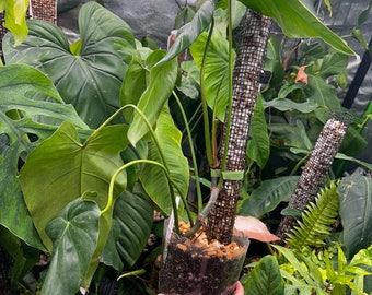 その他観葉植物 122 quelali round x spiritu sancti その他観葉植物 122 quelali round x spiritu sancti Philodendron