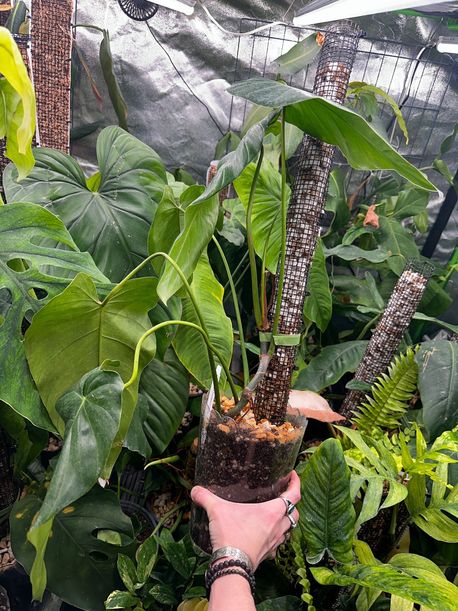 その他観葉植物 122 quelali round x spiritu sancti 122 quelali round x spiritu sancti Philodendron spiritus sancti