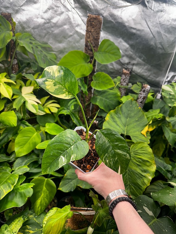 Epipremnum Pinnatum Albo