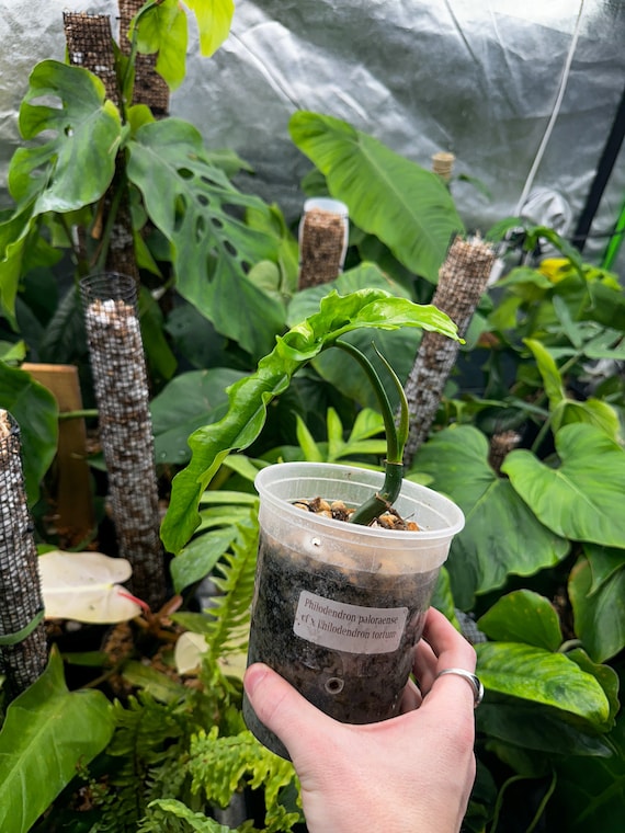 Philodendron Paloraense x Philodendron Tortum