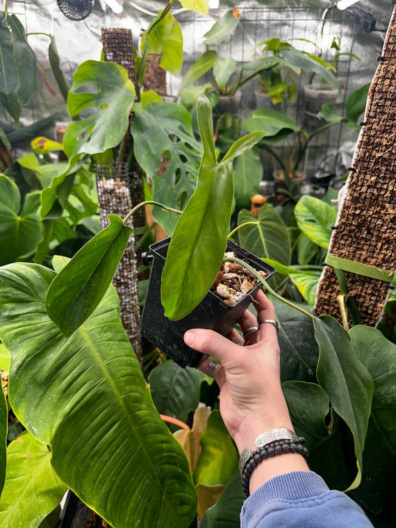 Philodendron 69686