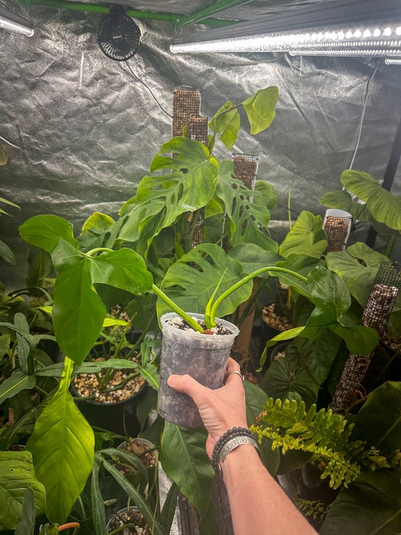 Philodendron Barrosoanum