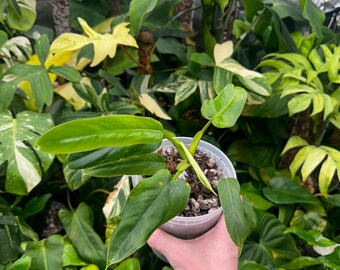 May include: A small potted plant with large, green leaves. The plant is being held by a hand wearing a beaded bracelet.