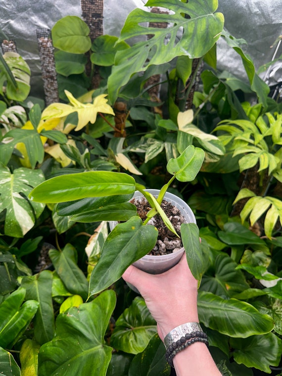 Reverted Philodendron Domesticum Variegated