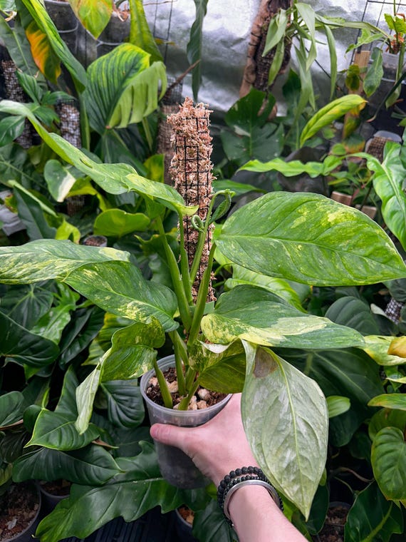 Monstera Obliqua Mayuna variegated