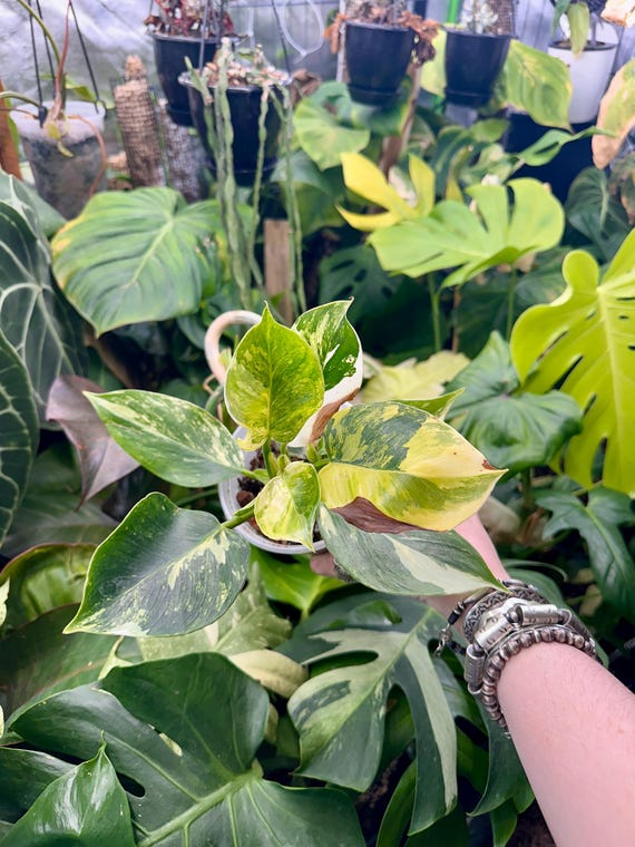 Variegated Philodendron White Knight Tricolor