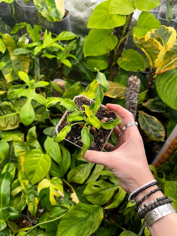 Philodendron Xanadu Aurea Variegated