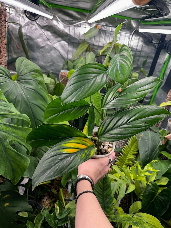 Monstera Pinnatipartita