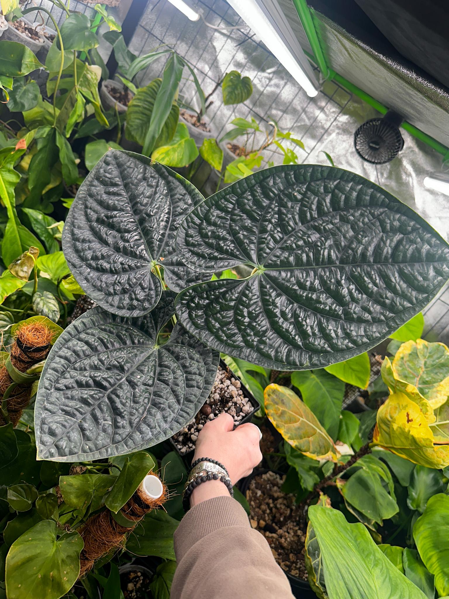 Anthurium Luxurians 'black' Velvet Round / Wide Lobe - Etsy