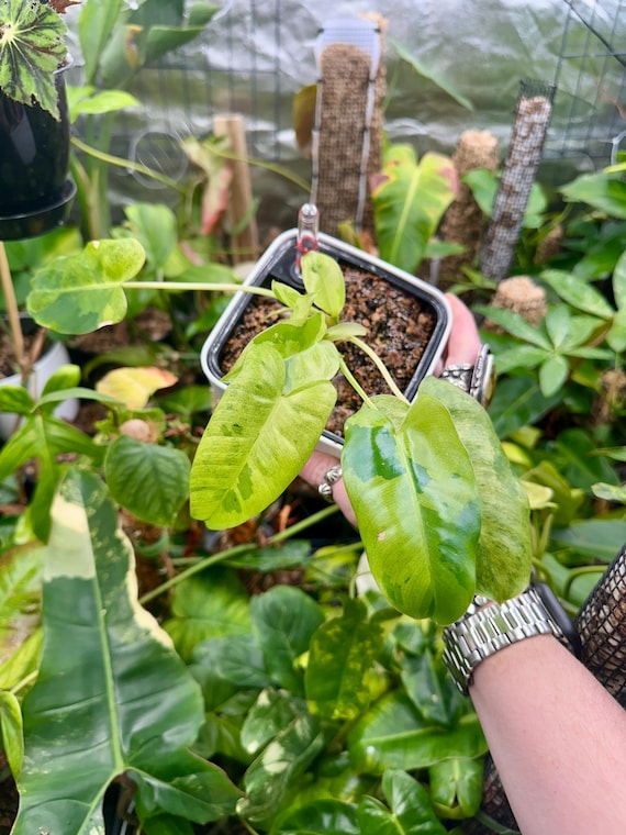Philodendron Burlemarx Mint Variegated