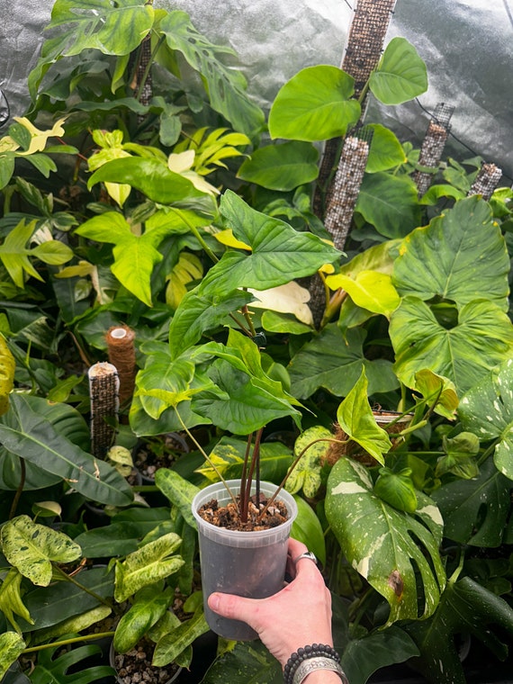Syngonium "Albo" Revert