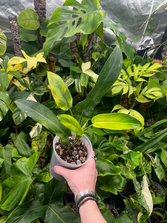 Philodendron Jerry Horne, Rare Philodendron