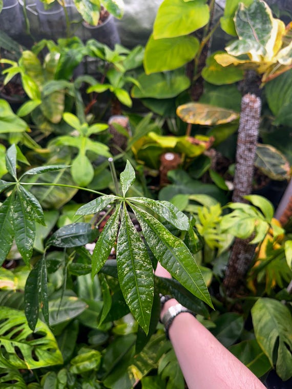 Thai Variegated Money Tree (Non-Grafted)
