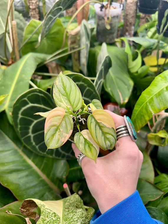 VERY RARE Philodendron Brandtianum Variegated -High Color-