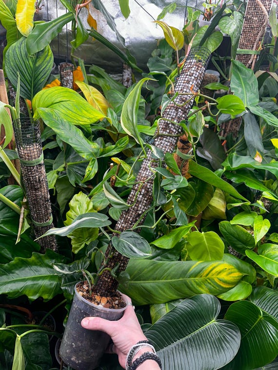 Philodendron Hederaceum 'Rio Pink' Plant