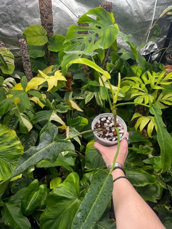 Philodendron Jerry Horne, Rare Philodendron