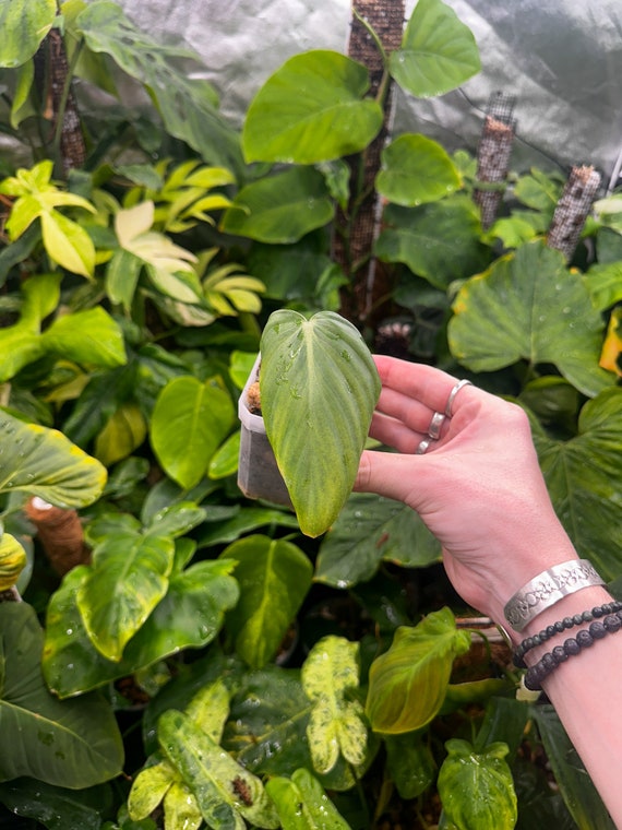 Philodendron gloriosum x Philodendron asplundii